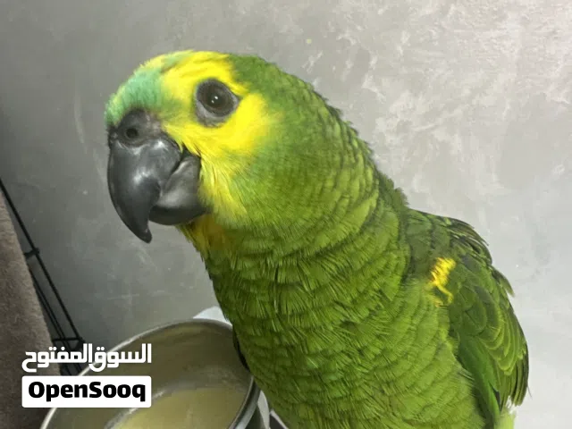 بلوفرنتد جاكو حجم سوبر جامبو اليف جدا و صغير الحين جاهز للتدريب لا يتصل فيني غير الجاد ولا تبخس