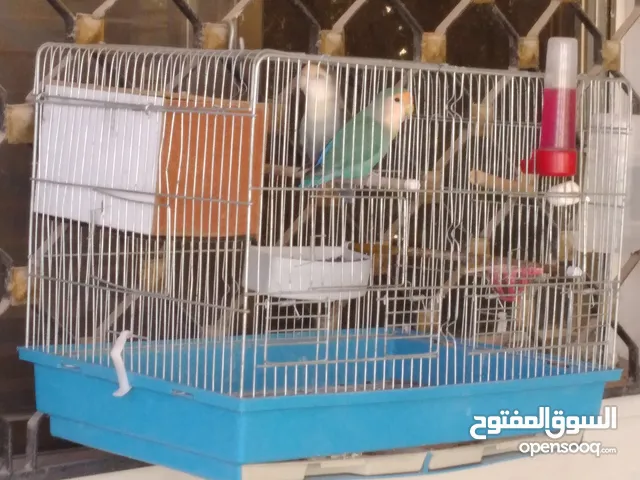 ما شاء الله جوز روز مع قفص كبير وكوخ