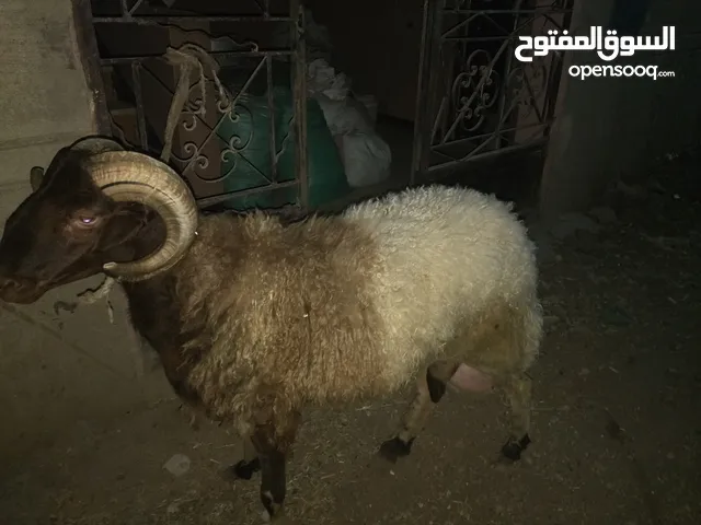 خروف للبيع وزن 80كيلو
