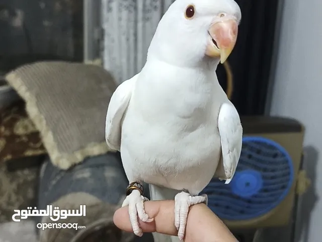 ببغاء دره هندي البينو عين حمرا عمرو 4 اشهر تقريبا اليف جدا عجينه ما بعض بطلع على الايد وبداية كلام