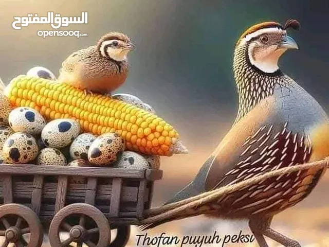 بيض سمان جامبو للأكل أو التحضين