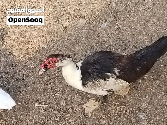 بط مصري للبيع