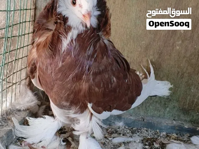 شباب اريد من هاي لطيور العنده يراسل