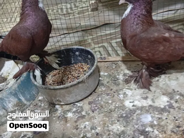 زوج بغدادي حمر تك راعب فحل اصلي تك ستلايت نثيه