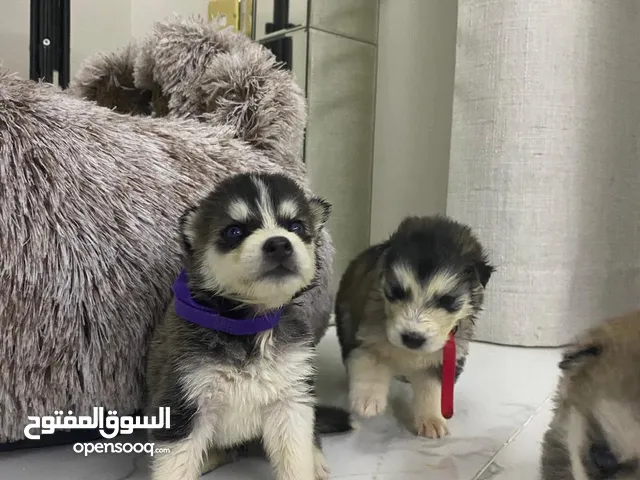 husky puppies