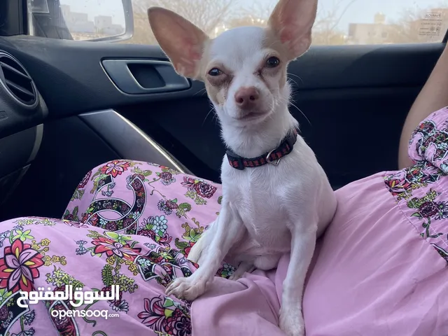 Female chihuahua