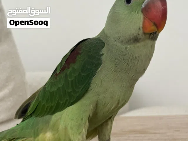 ذكر نيبالي أليف سبر سبر جامبو