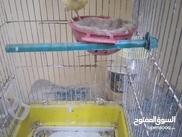 كنار طيره شبه جاهزه للبيع مع القفص