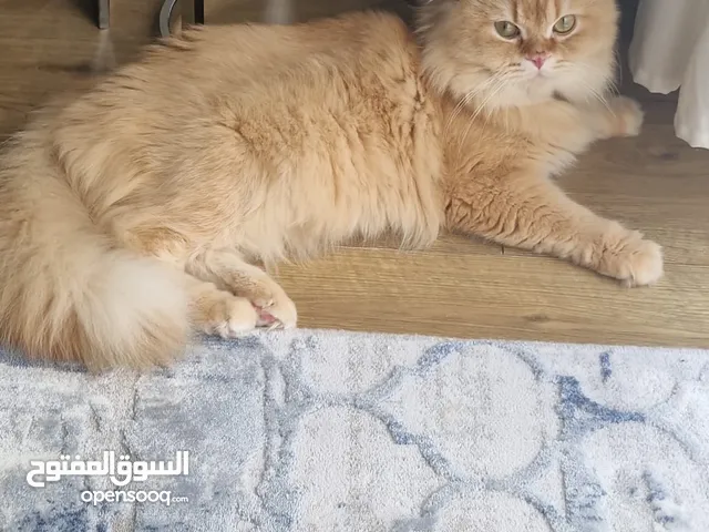 قطط للبيع قط