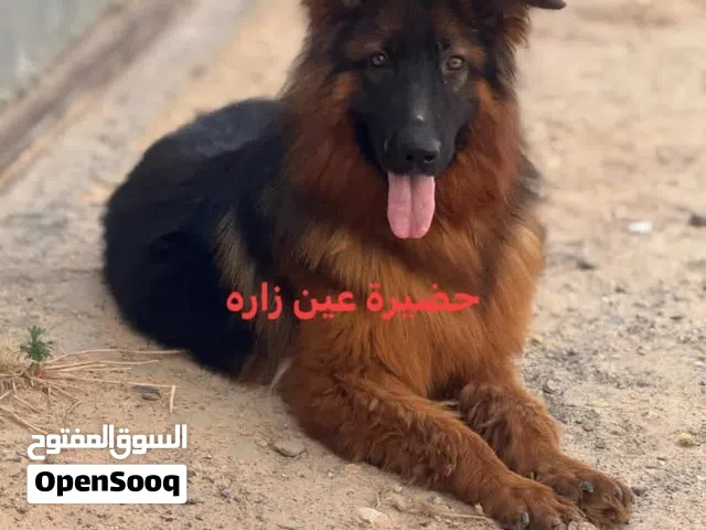 دكر جيرمين استراد تونس