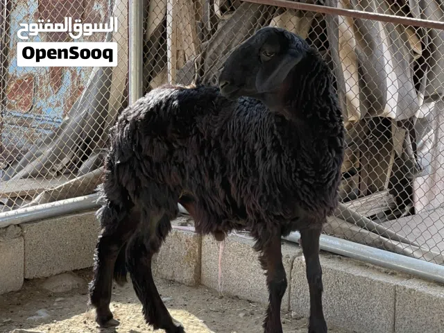 كبش سوداني راهي
