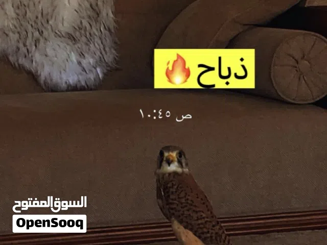 سلام عليكم طير ترما ينقز على الدس شرط الصحه ب17 معا كامل اغراضه بدون فرشه