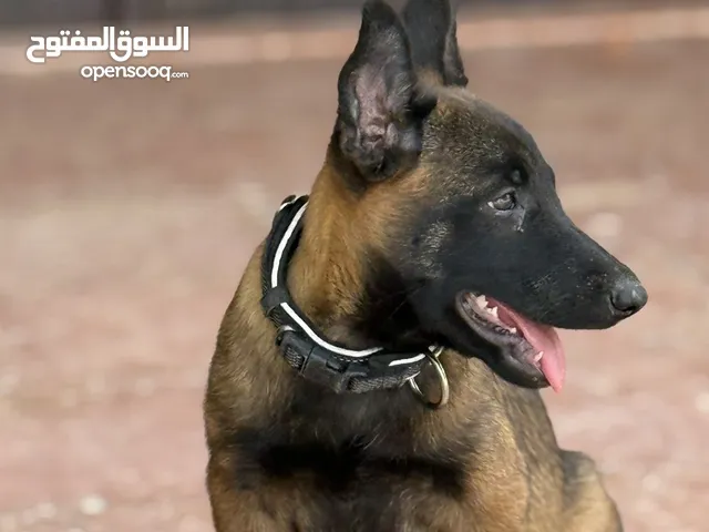 انثى مالينوا العمر 3 شهور مستوا عالي وجحم صحتها ممتازه