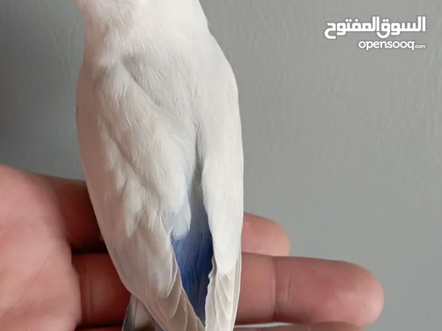 فرخين روز مابعضُ غير هدد