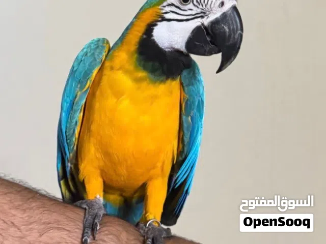 بلو مكاو اليف جدا السعر 5300