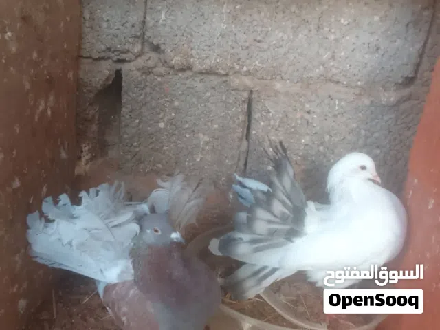 كوبيه تونسيه الله يبارك علي دحي ودكر فرادي