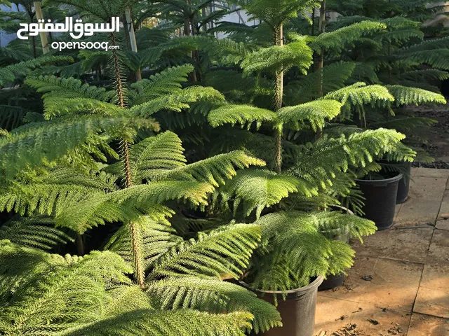 مشاتل القمه لتنسيق الحدائق