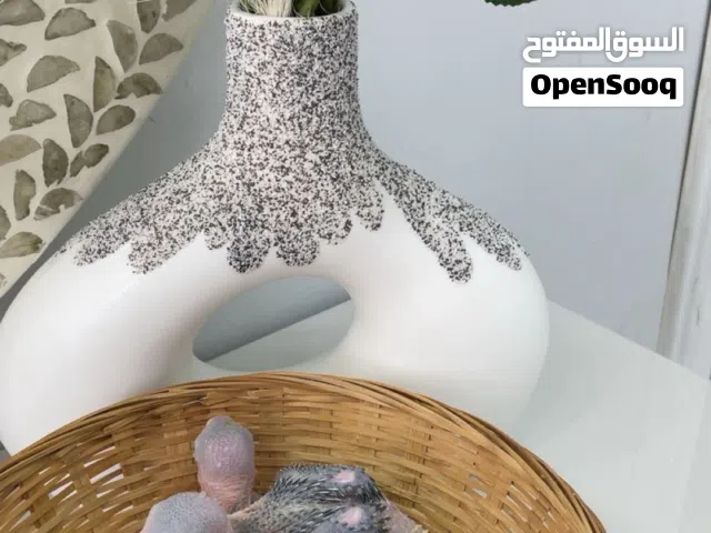 متوفر مجموعة من طيور كلشي فل وصف على الواتس