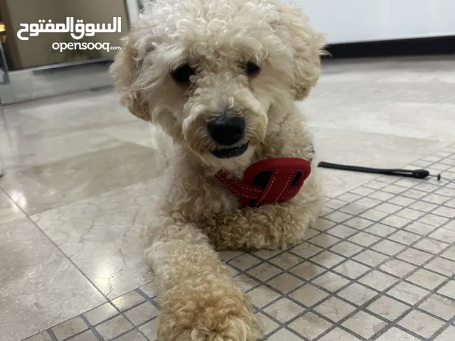 Poodle dog for sale