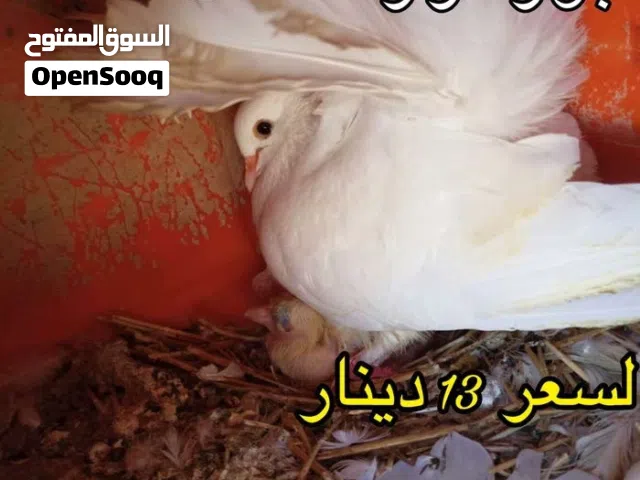 جواز حمام هزاز شغالات ماشاء الله