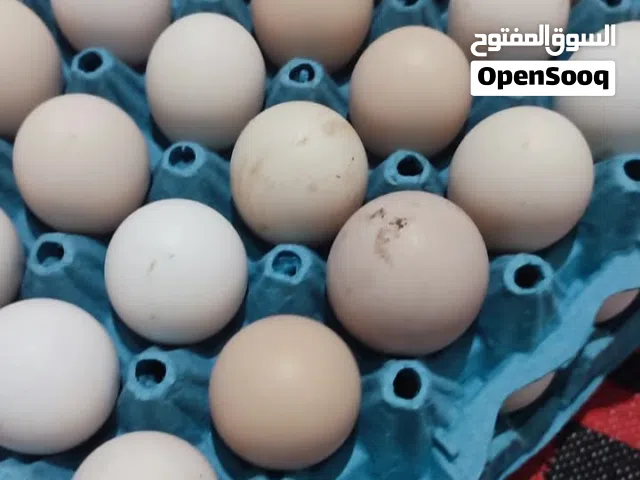دحي ديك الرومي
