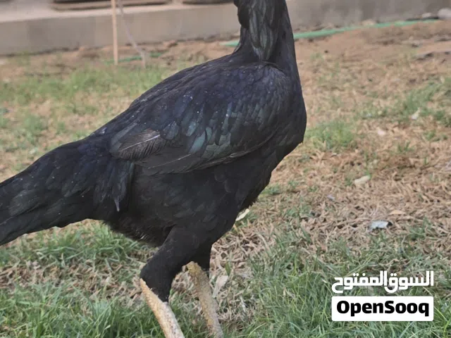 دجاج هراتي الديج بلايموند عمره 11 شهر والدجاجه السوده الماني  والدجاجه البيضه تركيه