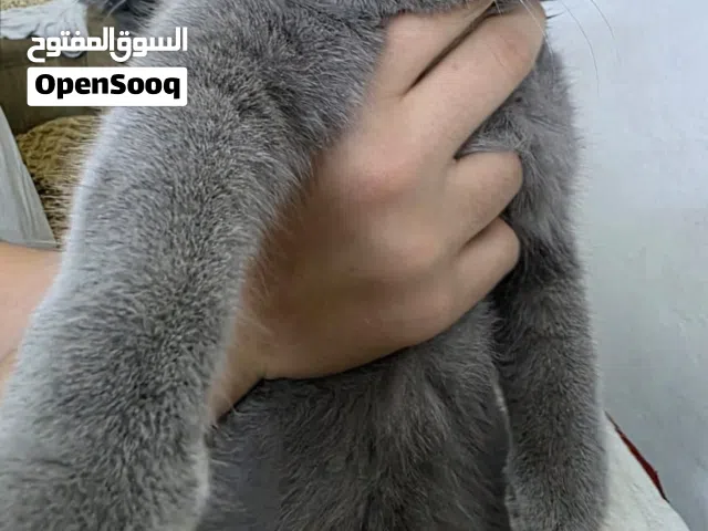 سكولتش فولد انثى للبيع محبوبة ولعوبة ومتعلمة على الحمام يعني متوسخ