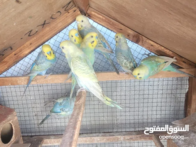 كناري بادجي ريمبوا