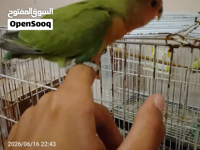 طرف بركديلو للبيع العمر شهرين اقرا الوصف