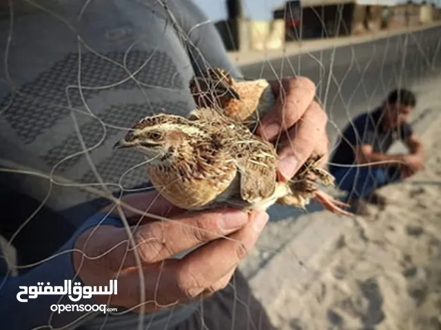 شبك صيد طيور