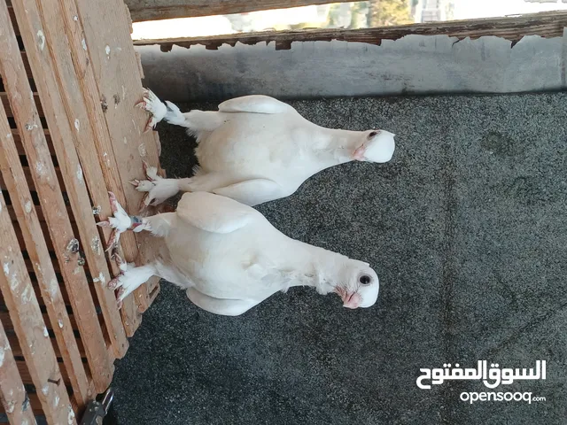 زغاليل بنيدي