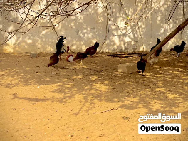 فروج و دجاجه