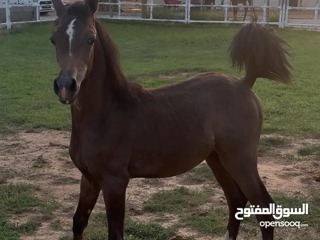 للبيع مهر جمال