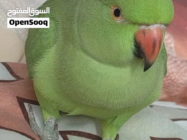 ببغاء دره أنثى للبيع أريد واحد جاد والوصف مهم