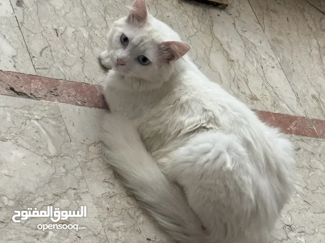 Ankara kedisi Ragdoll