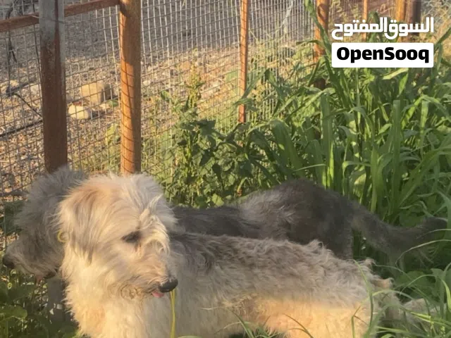 بيعه مستعجله