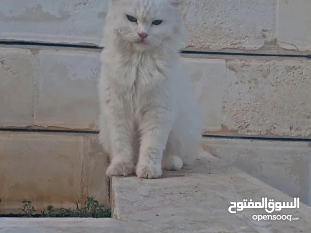 قطط للتبني اناثي