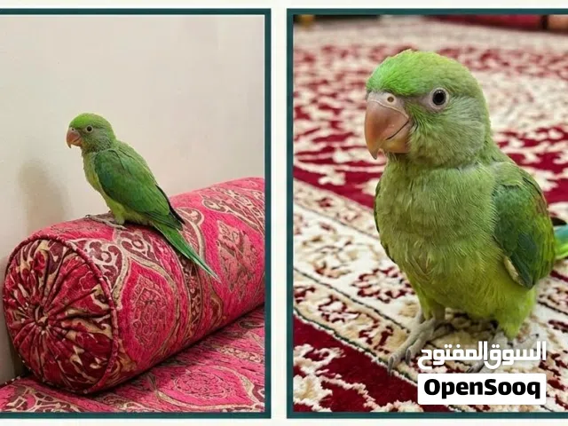 للبيع متو اخضر
