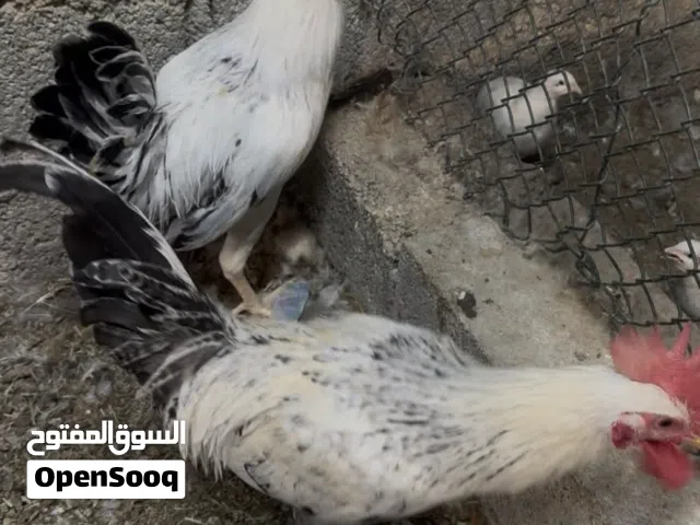 زوج فيومي بيور
