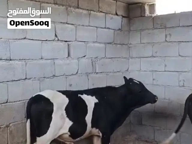 عجول العدد 6 معلوفات بروسهن سعرهن على 1550