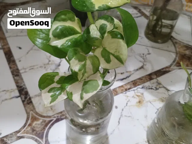 نباتات داخلية ظلية مائية نظيفة وحلوة مع الدورق الزجاجي