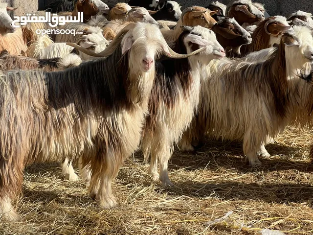 غنم رحبيات مع تيسهن عشرات أغلبهن محادير مصدرهن من قطيع واحد كلهن كل شي سليم حلال نظيف للتربيه جاهزات