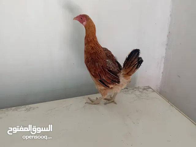 دجاجه عرب بياضه رس القديم شرط صحه