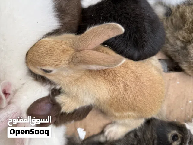 مطلوب الرانب مال قيمة ريال حدود لوى وصحار وشناص