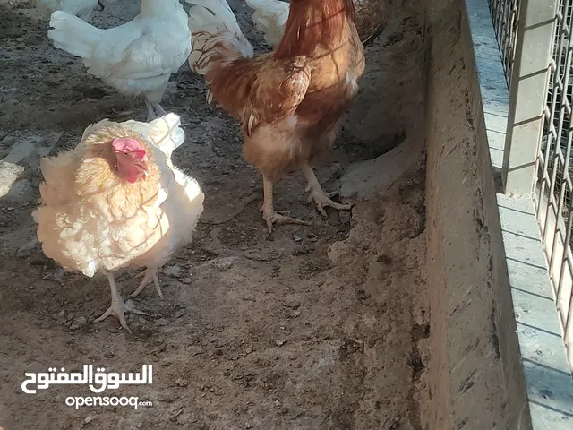 دجاج لوهمان