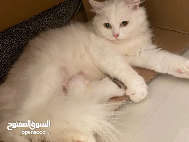 قطة شيرازية مع ابنها ب 40