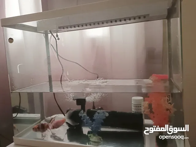 Full Goldfish Tank Setup (Includes 2 Fancy Goldfish)