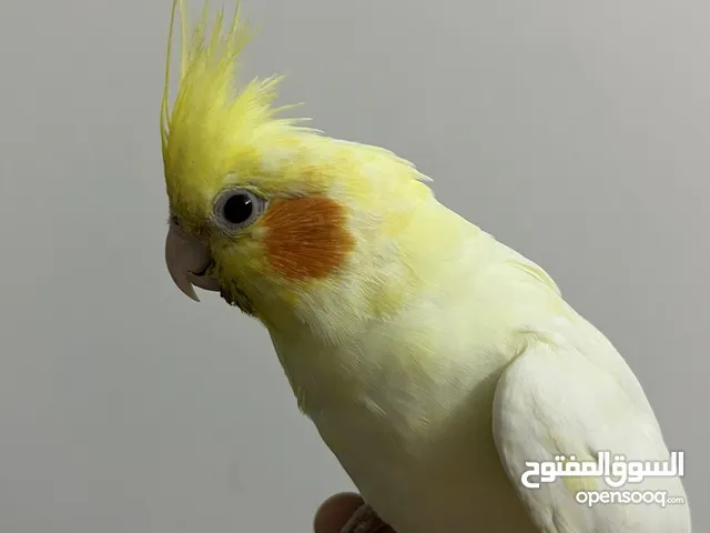 بغبغاء كروان لاتينو اليف جداً