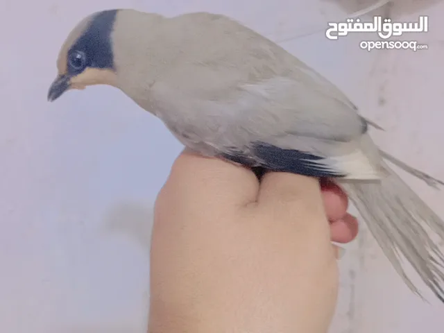 متاح زوج بلابل روسيه نثيه وفحل صيد جديد 25 وبيهن مجال البصره كرمه علي منطقه العلي