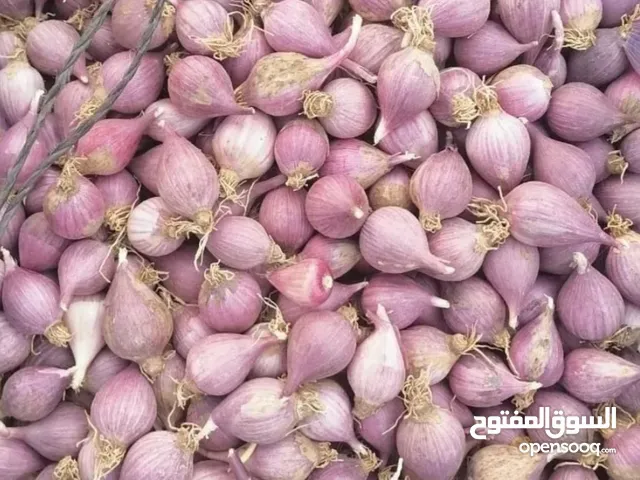 ثوم ذكر الجبل الأخضر